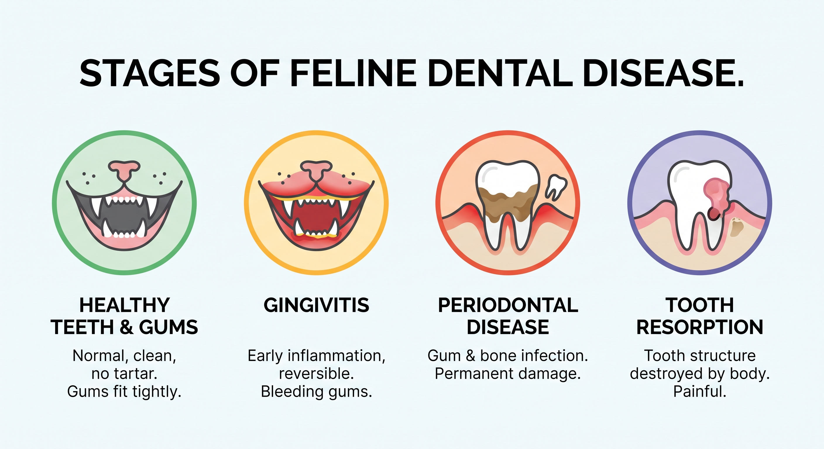 Cat dental health comparison infographic showing healthy versus diseased teeth